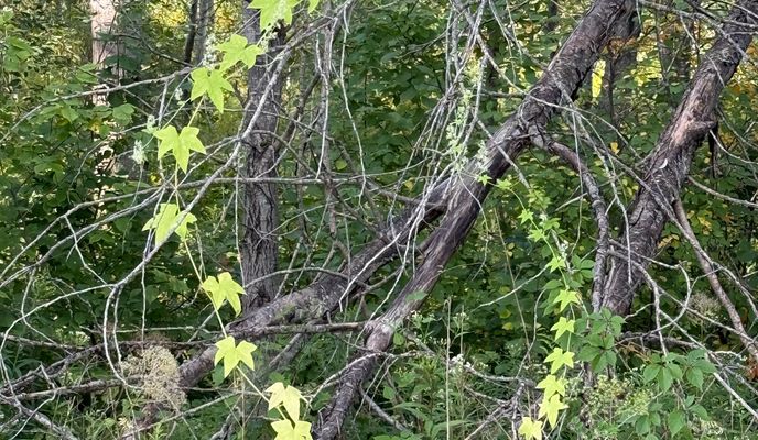 Foto 2 de la ruta de Bikemap "Trails edge Orleans-Prescott Rusell trail" Foto 2 de la ruta de Bikemap "Trails edge Orleans-Prescott Rusell trail"