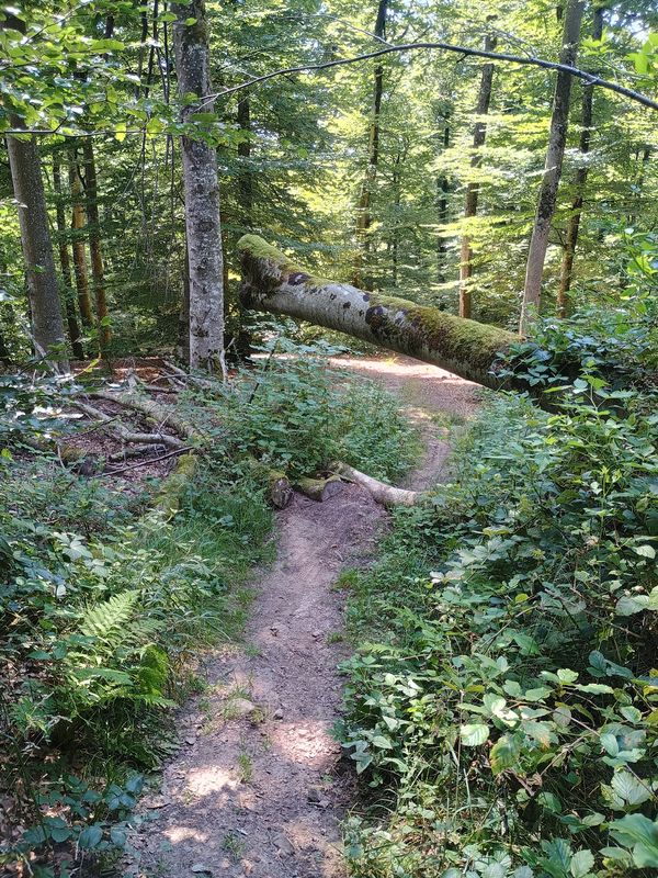 Sonnenhalde to Sonnenhalde