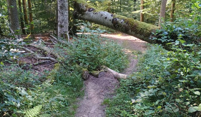 Foto 1 de la ruta de Bikemap "Sonnenhalde to Sonnenhalde"