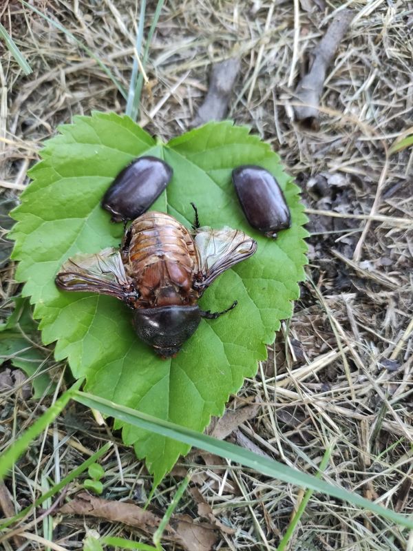 zalain a la frontera