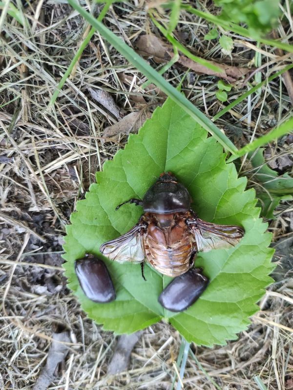 zalain a la frontera