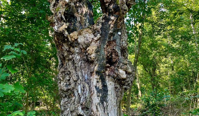 Foto 1 der Bikemap-Route "Webergasse, Neuburg an der Donau nach Webergasse, Neuburg an der Donau"