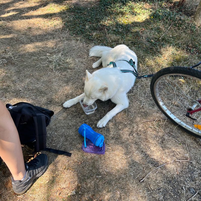 Voie verte Bressuire/La Chapelle Saint Laurent