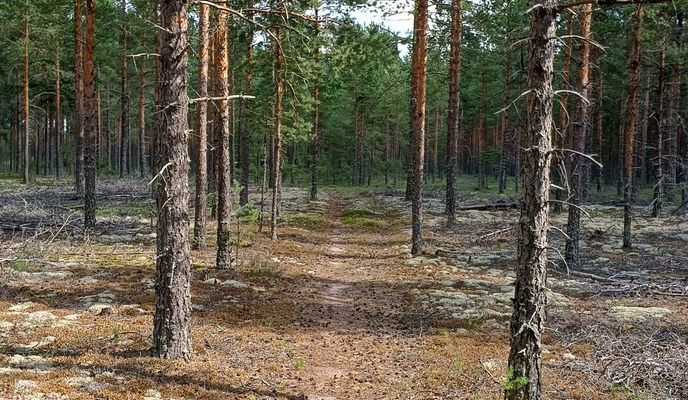 Photo 1 de l’itinéraire Bikemap « Hiittenharju - 27 km - easy round route »