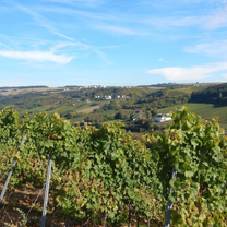 RT 48km Perl - Remich- Wormeldance-Grevemacher- Nittel-  Perl