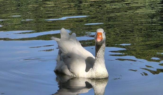 Foto 2 der Bikemap-Route "Hangeweiher - Kerkrade Cranenweyer - Hangeweiher (similar to the route by ) (E-MTB)"