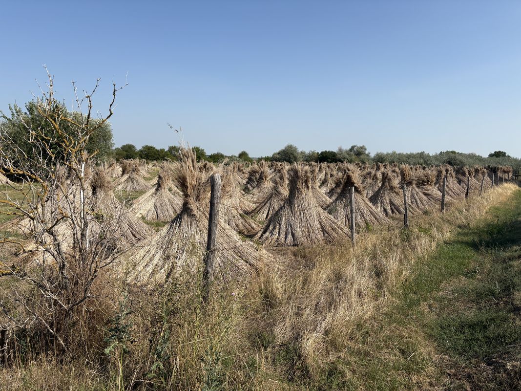 Radnóti utca, Velence - Radnóti utca, Velence