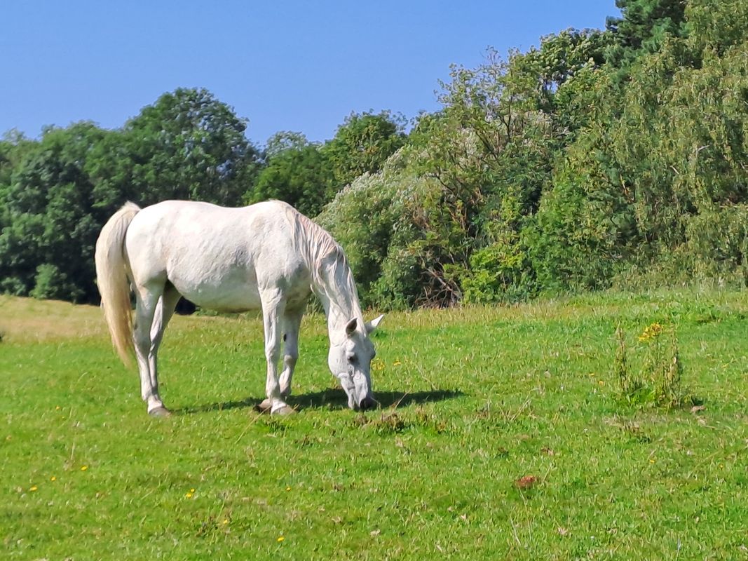 Dobrá Voda do Nové Hrady