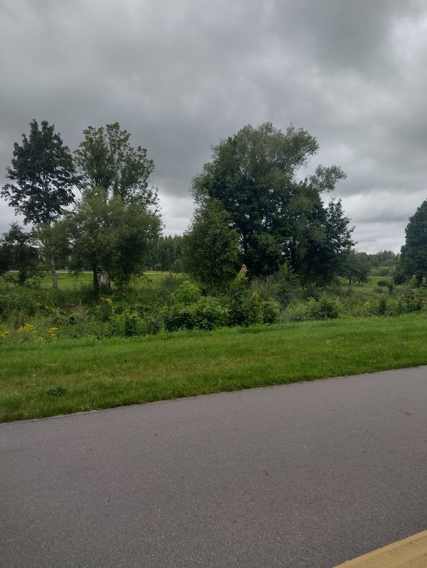 Silute around island park