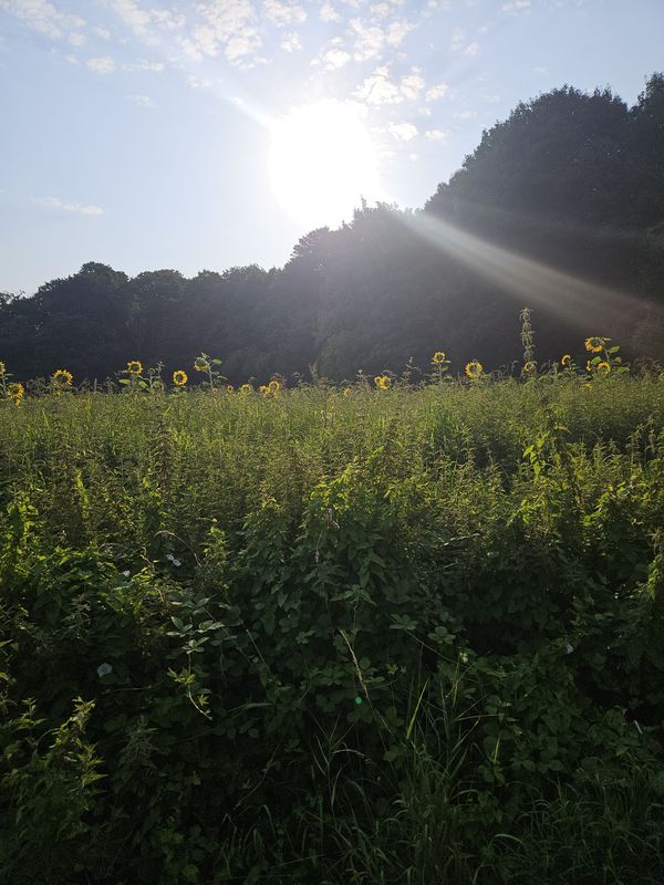 Knopsstraße nach Aachen