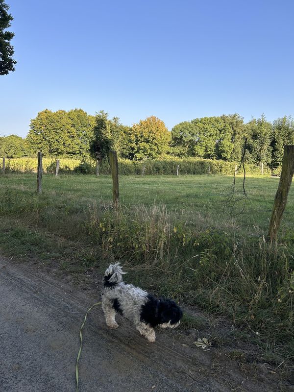 Rheiner Straße, Gelsenkirchen nach Iburger Straße, Gelsenkirchen