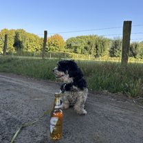 Photo 7 de l’itinéraire Bikemap « Rheiner Straße, Gelsenkirchen nach Iburger Straße, Gelsenkirchen »