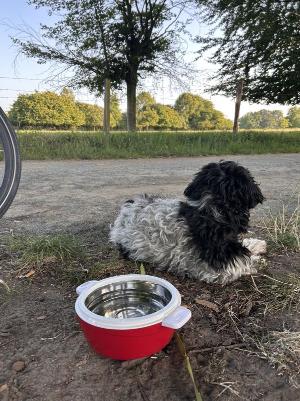 Rheiner Straße, Gelsenkirchen nach Iburger Straße, Gelsenkirchen