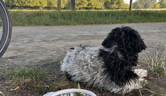 Photo 1 de l’itinéraire Bikemap « Rheiner Straße, Gelsenkirchen nach Iburger Straße, Gelsenkirchen »