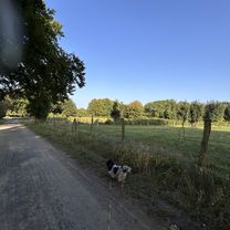 Photo 8 de l’itinéraire Bikemap « Rheiner Straße, Gelsenkirchen nach Iburger Straße, Gelsenkirchen »
