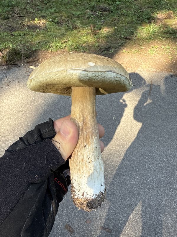 Dolní Adršpach, Adršpach až North Trail, Jívka