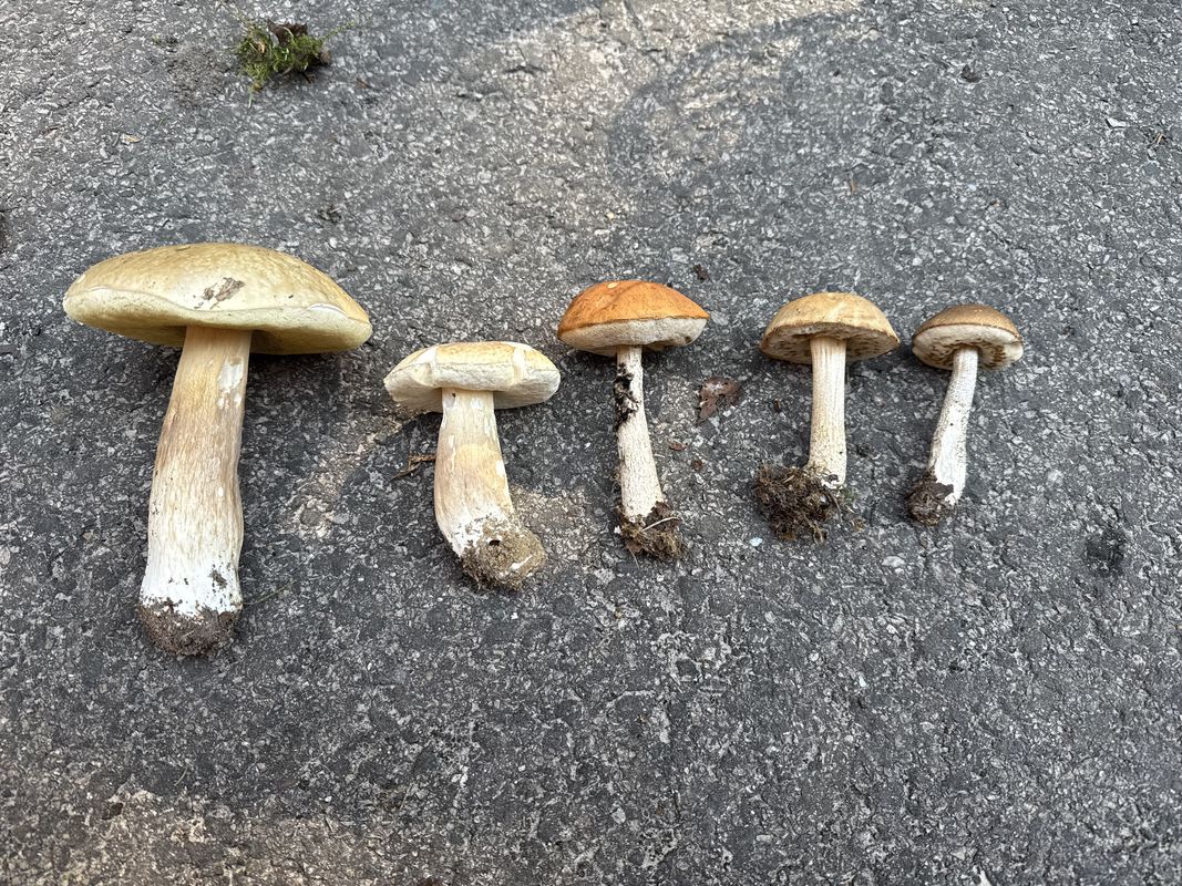 Dolní Adršpach, Adršpach až North Trail, Jívka