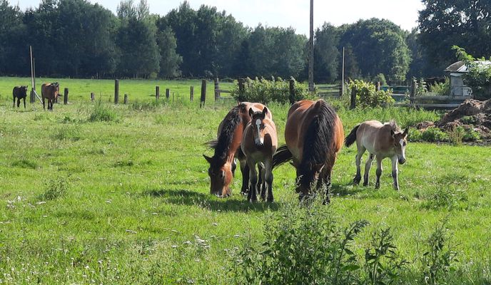 Foto 1 de la ruta de Bikemap "Trzebiez"