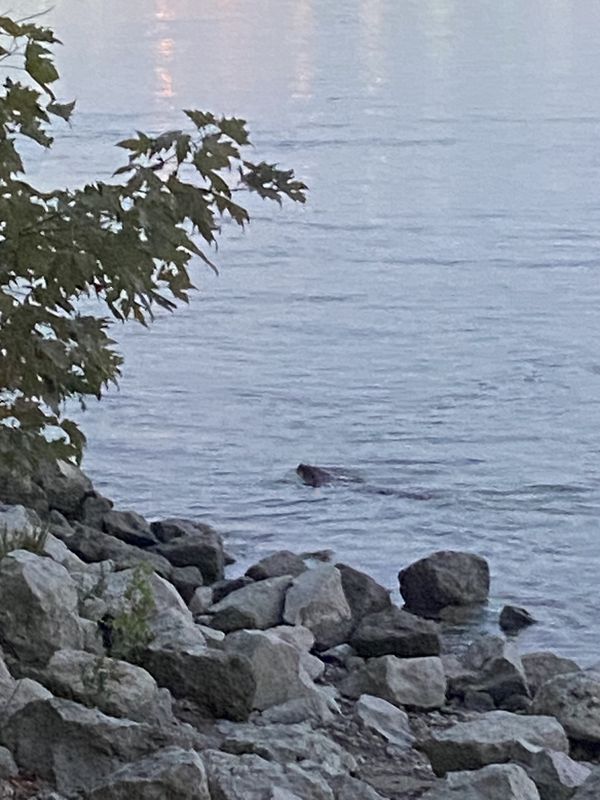 Ilka utca, Budapest - Ilka utca, Budapest