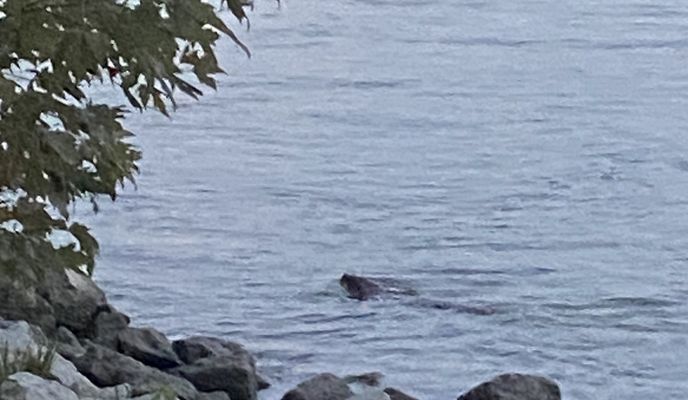 Photo 2 of the Bikemap route "Ilka utca, Budapest - Ilka utca, Budapest"