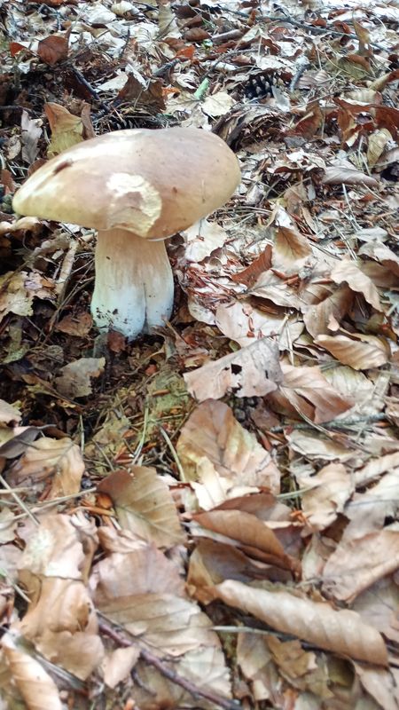 Książenicka do Książenicka