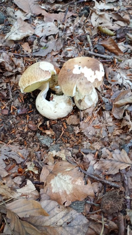 Wiosny Ludów do Książenicka