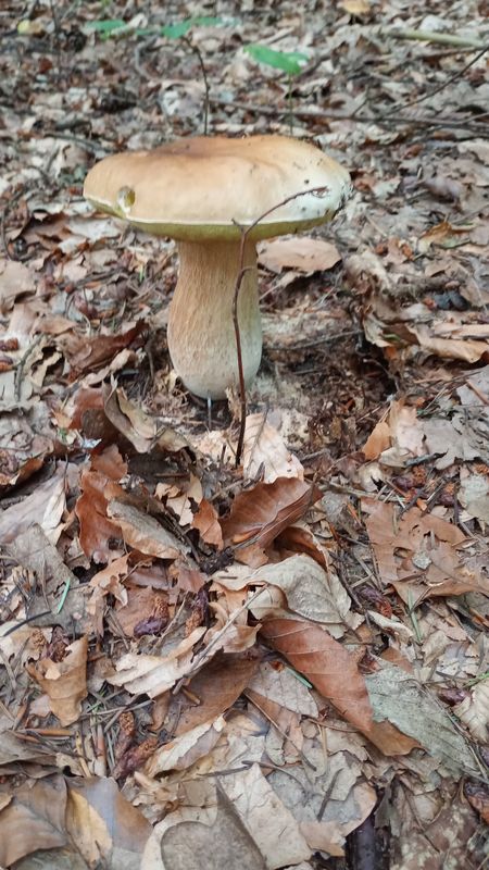 Wiosny Ludów do Książenicka