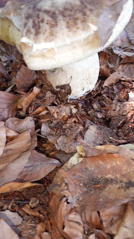 Wiosny Ludów do Książenicka