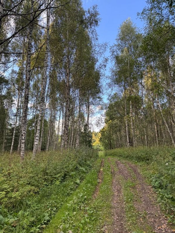 Road to Paradise (Smolensk)