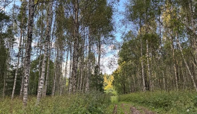 Foto 2 der Bikemap-Route "Road to Paradise (Smolensk)"