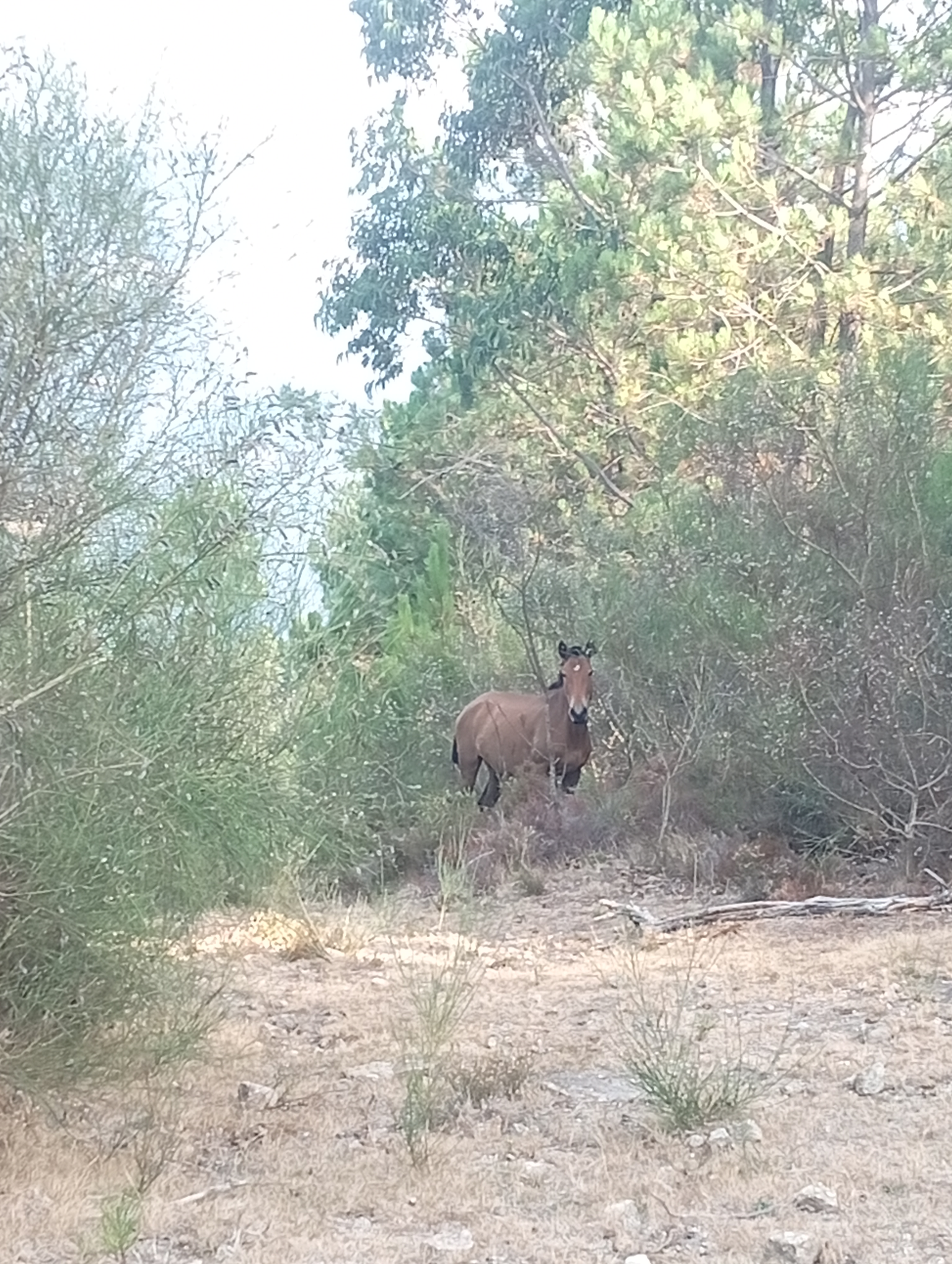 ruta dos cavalos