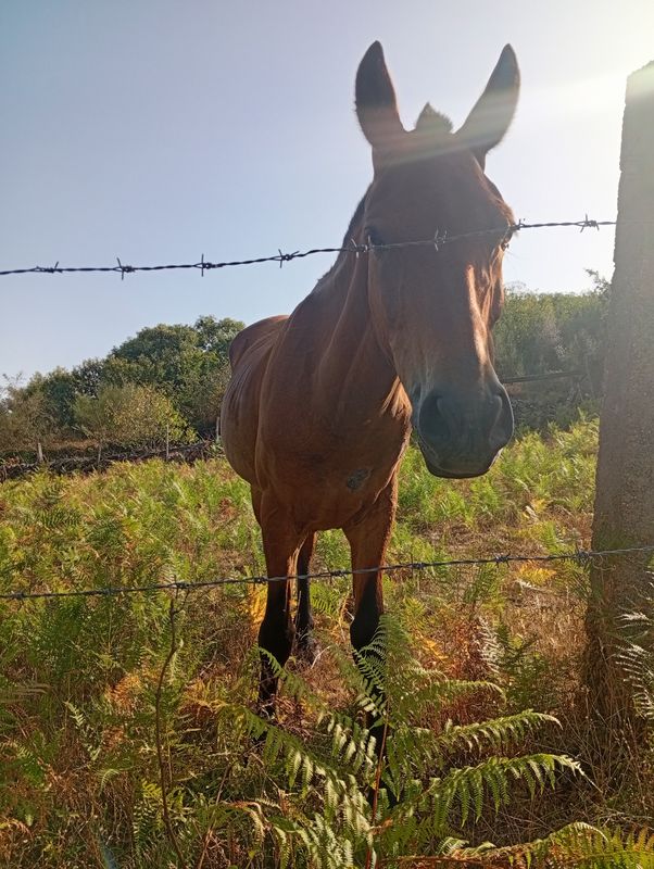 ruta dos cavalos