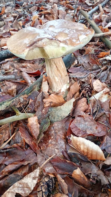 Książenicka do Książenicka 54A