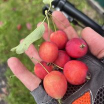 Foto 7 de la ruta de Bikemap "улица Кирова, Новокузнецк до улица Кирова, Новокузнецк"