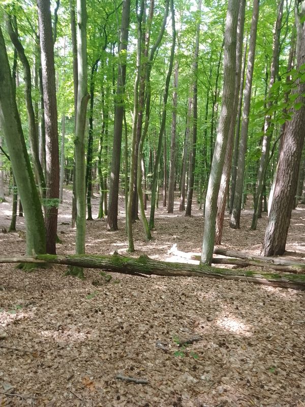 Turkusowa 36A do Dargobądz