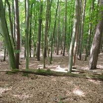 Turkusowa 36A do Dargobądz