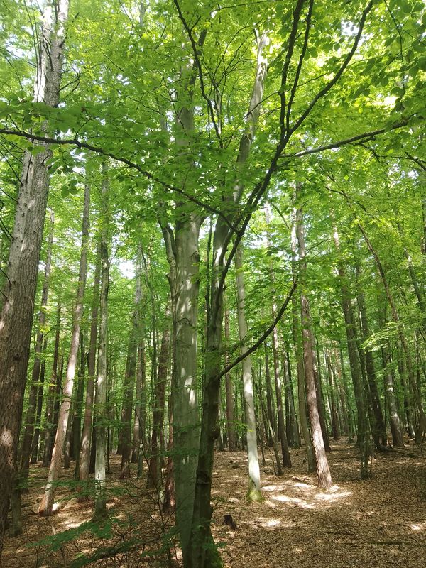 Turkusowa 36A do Dargobądz