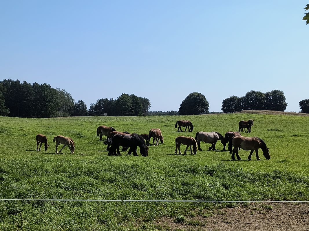 Pętla wkoło Ostródy