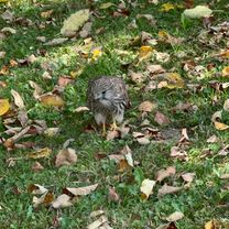 Foto 8 der Bikemap-Route "Recovered Route"