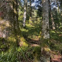 Grande Rue 533 Belfort-Sarrebourg, La Bresse à Rue des Jonquilles, La Bresse