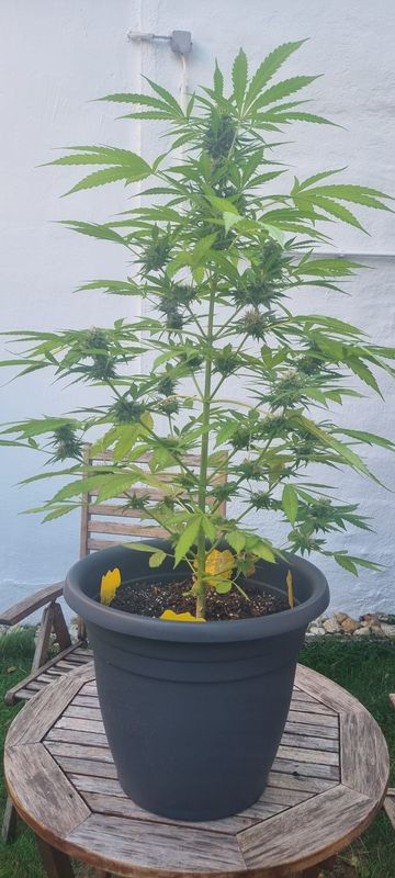 Langenbend nach Zieglerstraße