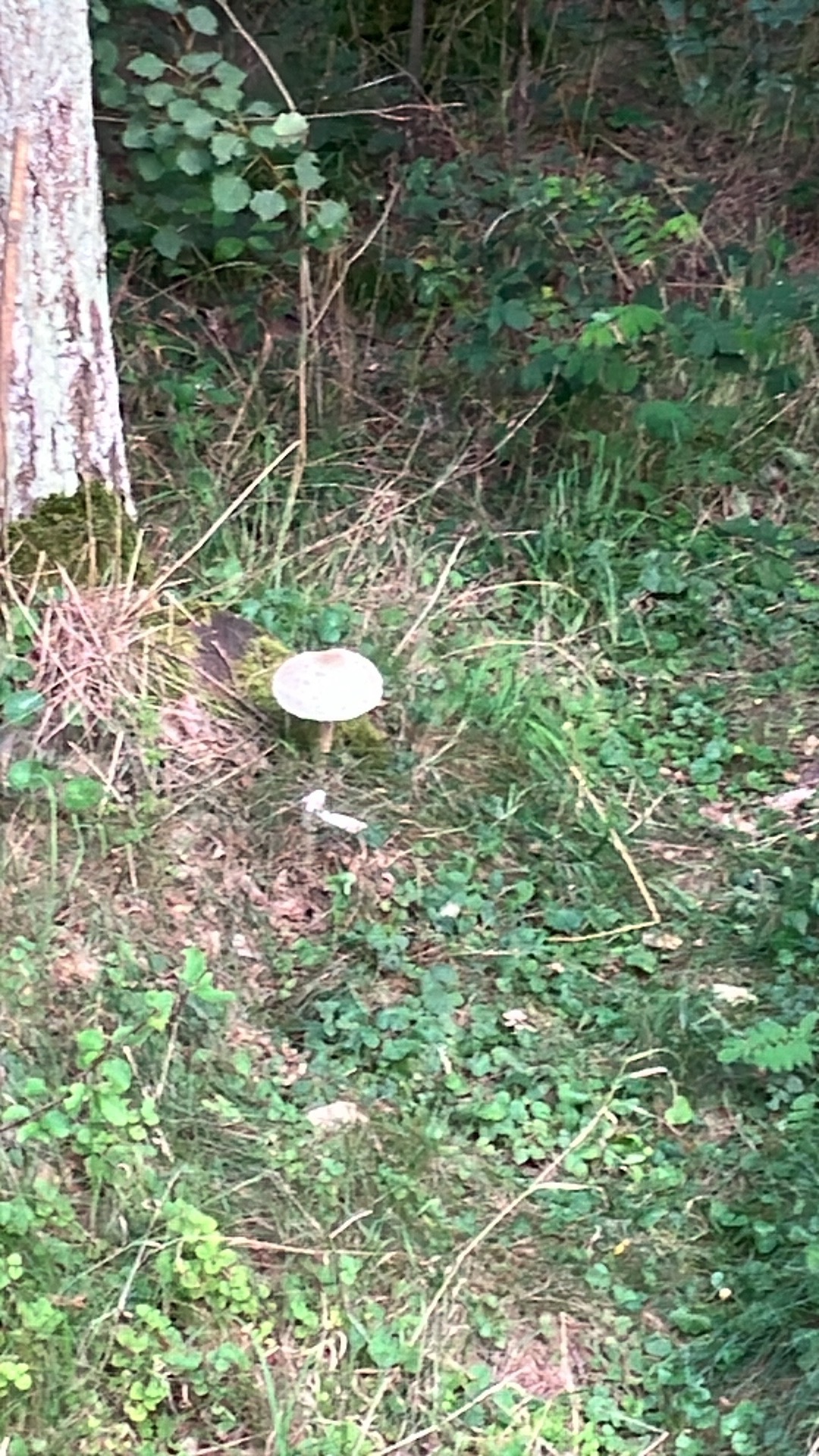 Piaski, Świdnica do Piaski, Świdnica