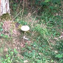 Piaski, Świdnica do Piaski, Świdnica