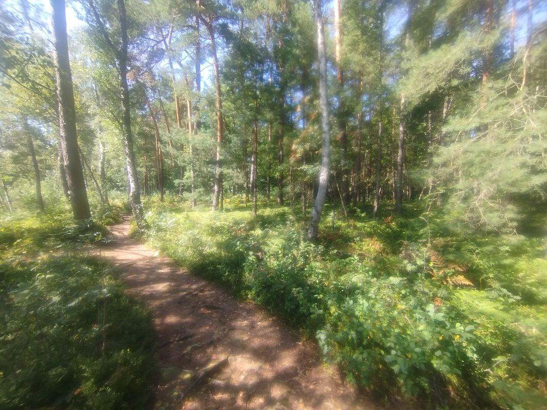 Puszcza