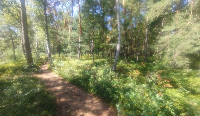 Photo 2 of the Bikemap route "Puszcza"