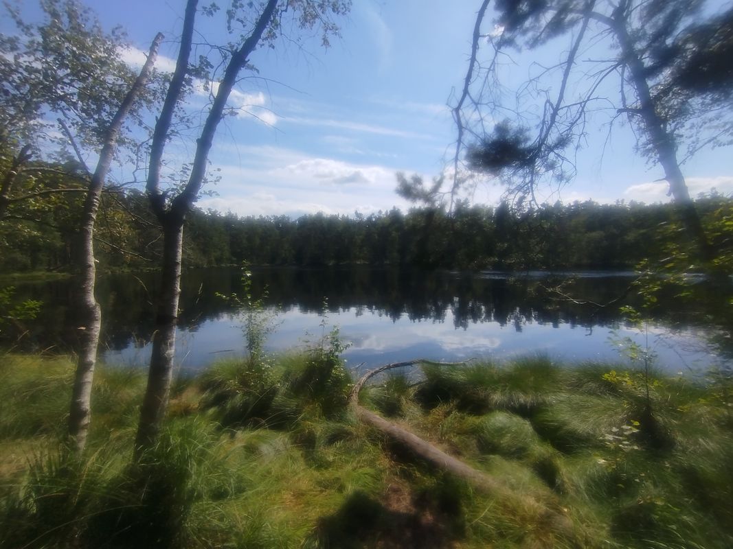 Puszcza