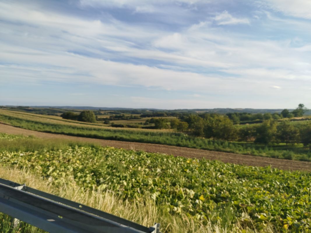 Szkolna do Wolności