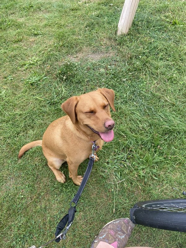 Pains Close, Beccles to Pains Close, Beccles