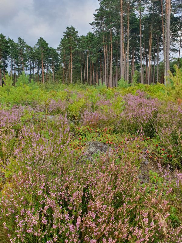 От Nad Chełstem до Nad Chełstem