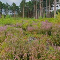 От Nad Chełstem до Nad Chełstem
